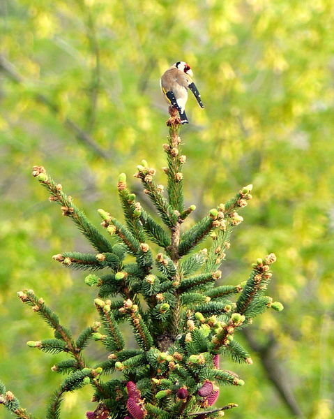 Tollászkodó tengelic