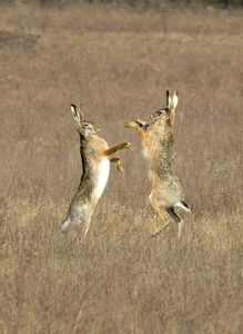 Pehelysúlyú bajnokok Pehelysúlyú bajnokok