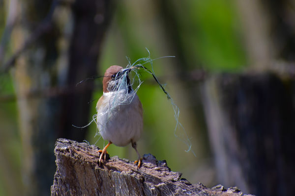 Bálamadzag mindenkinek, mindenkor, mindenhol
