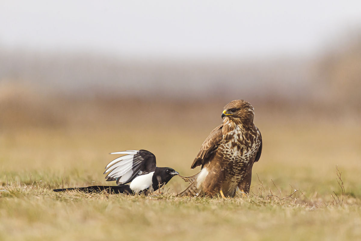 Gaál Zoltán Péter