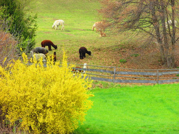 Lámafarm, aranyesővel