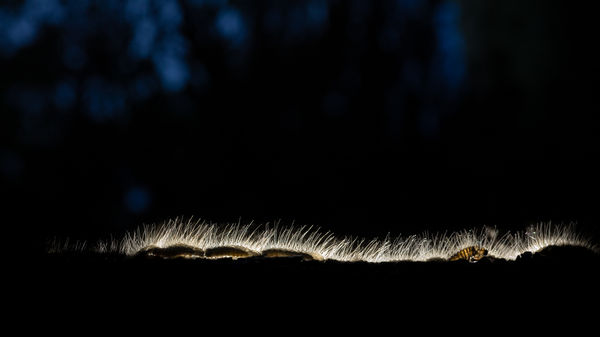 Ő már kibújt a bőréből