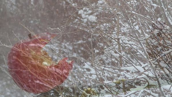 Fekete ruhás a fehér évszakban