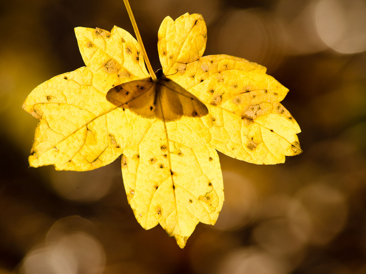 Szakolczai Krisztina