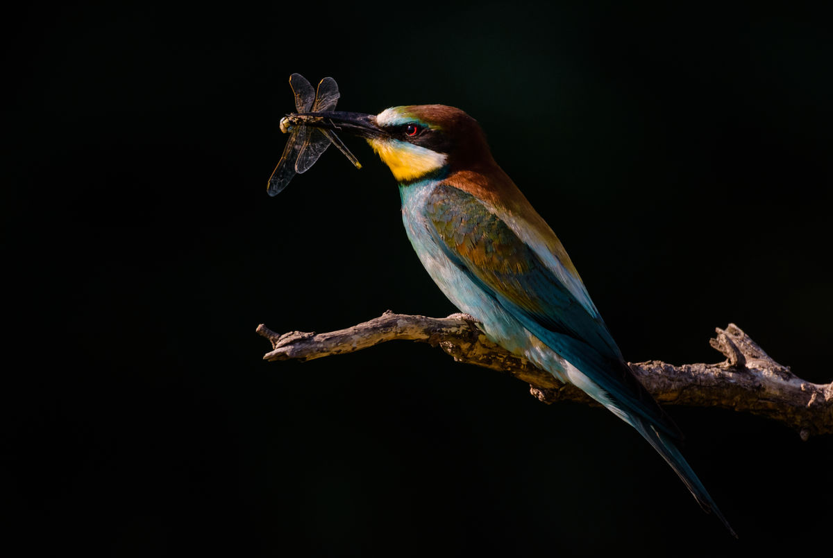 Szakolczai Krisztina