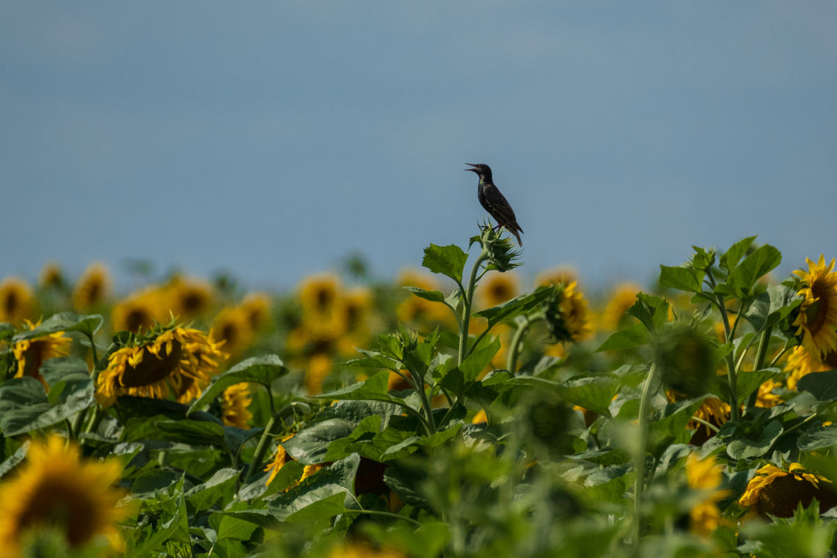 Gémné Kovács Anita