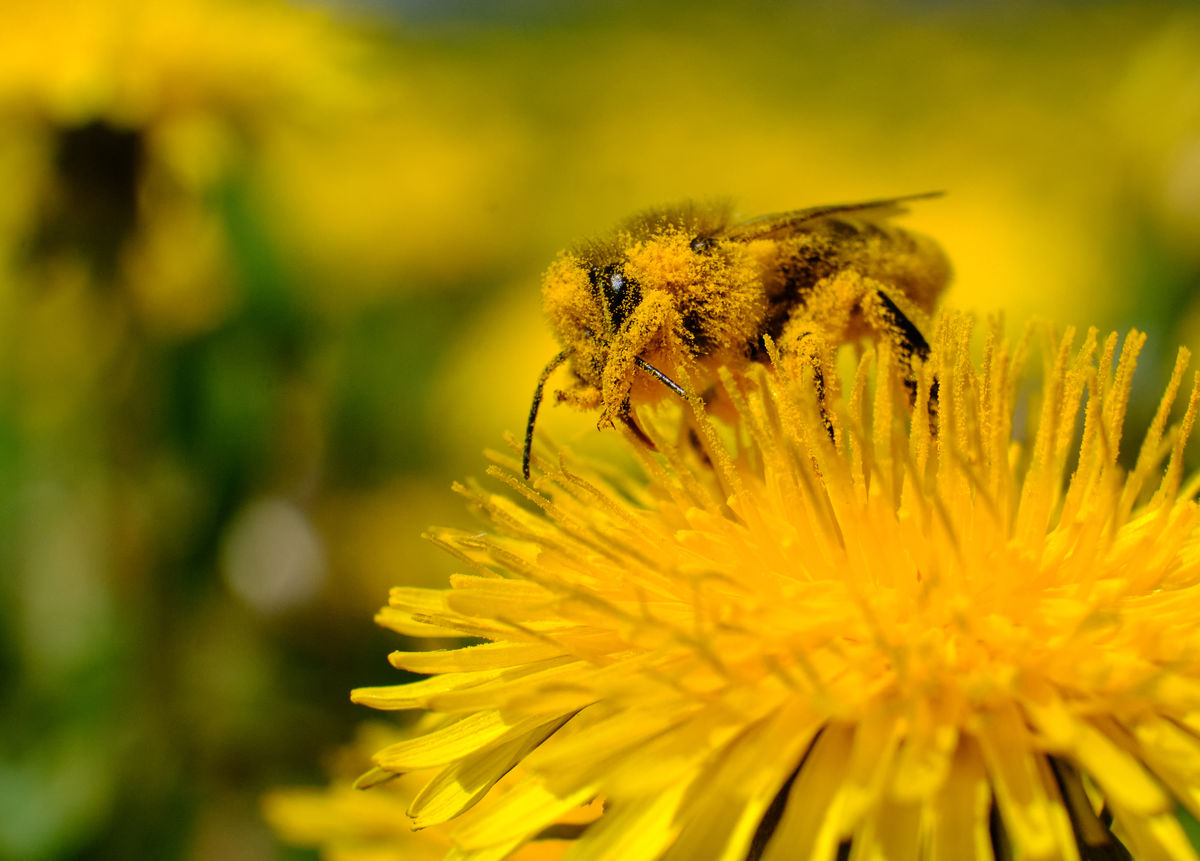 Bukovinszki Valéria