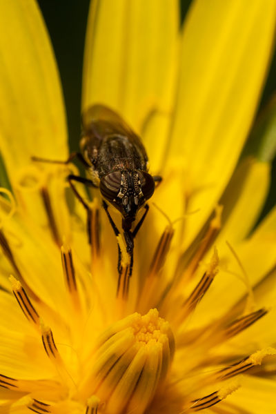 Aki a virágot szereti....