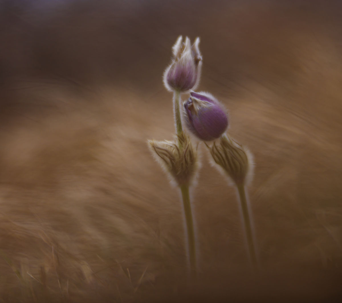 Gyenti-Kálvin Kinga