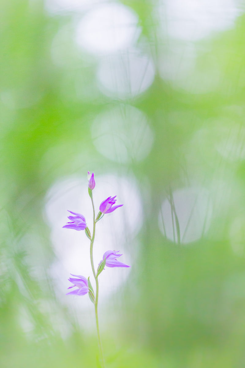 Koncz-Bisztricz Tamás