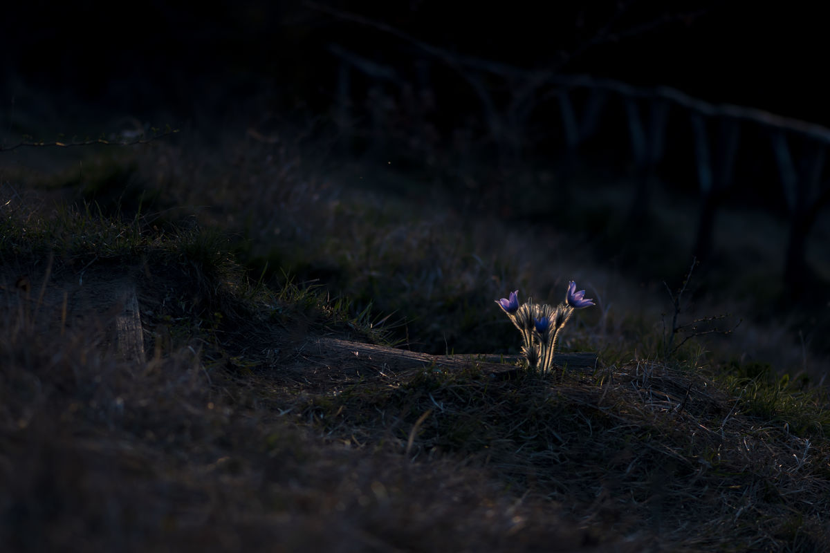 Szentkirályi Ádám