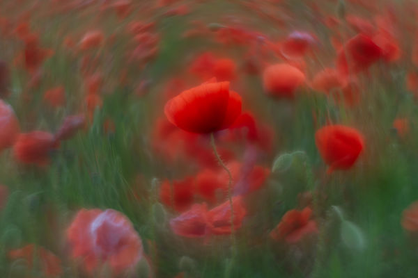 örvénylő pipacsok