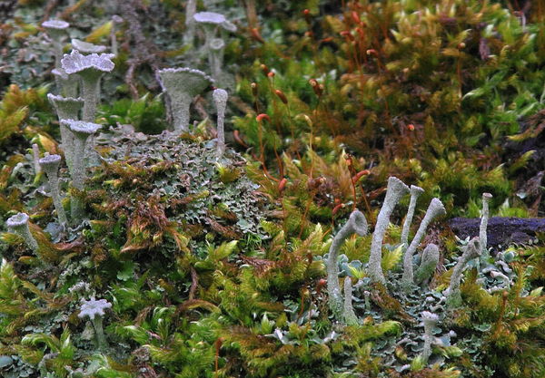 Tölcséres zúzmók