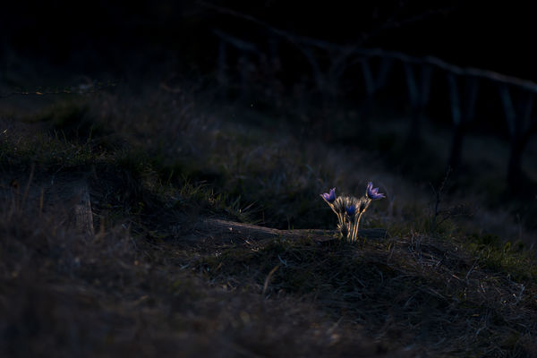 Az utolsó napfény kiválasztottja