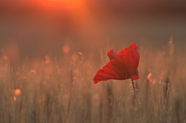 Pipacs a naplementében