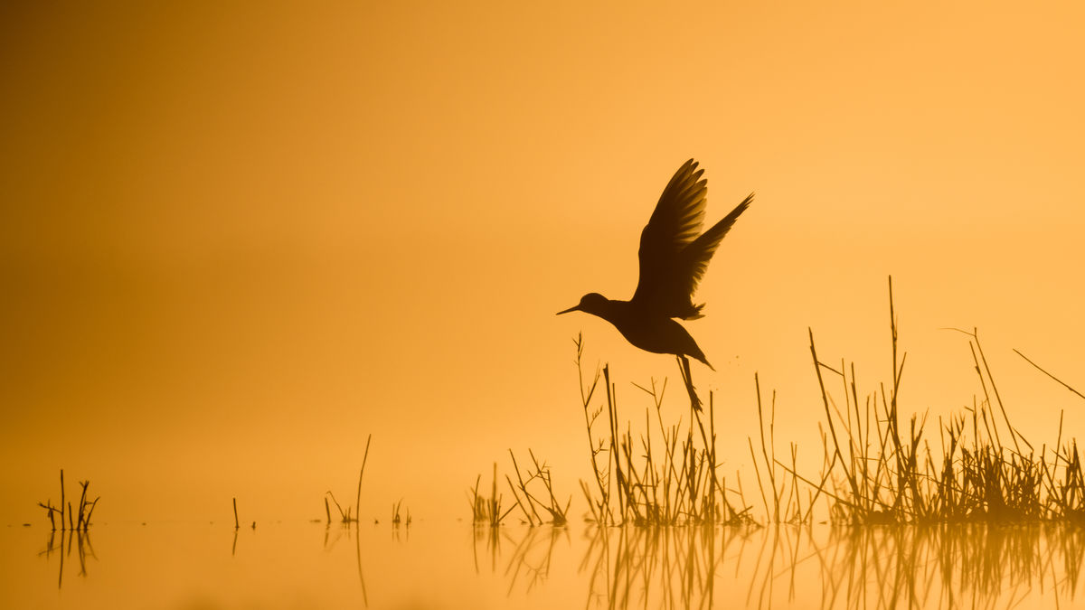 Szakolczai Krisztina