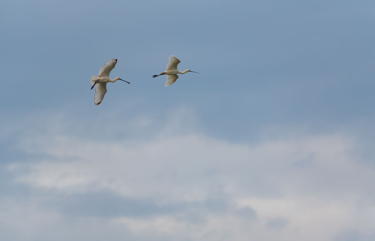 Benke Péter Valentin