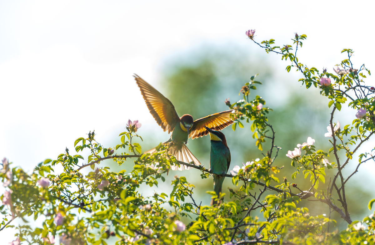 Benke Péter Valentin