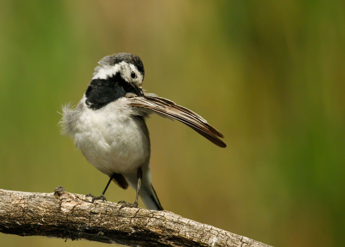 Gyenti-Kálvin Kinga