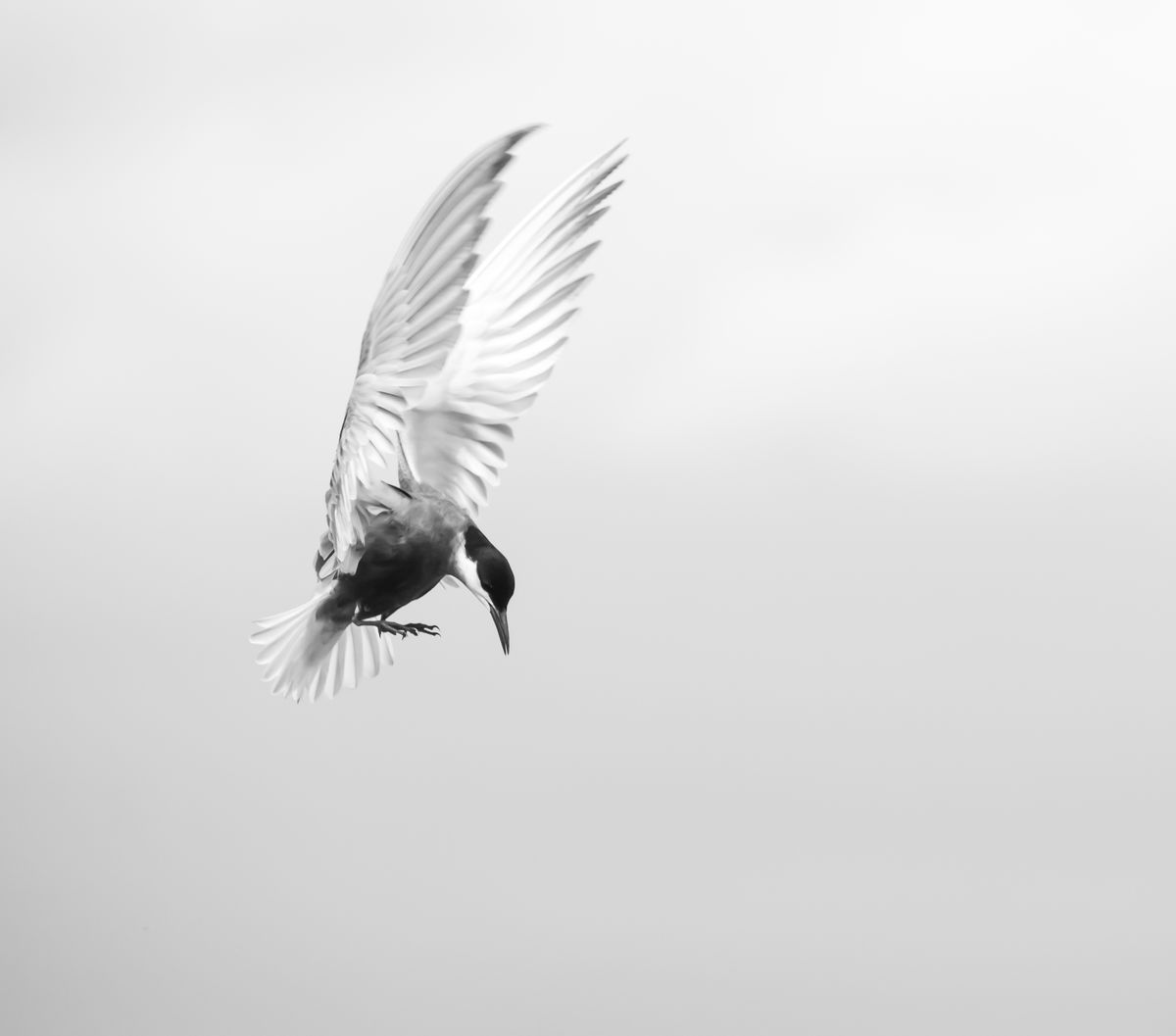 Gyenti-Kálvin Kinga