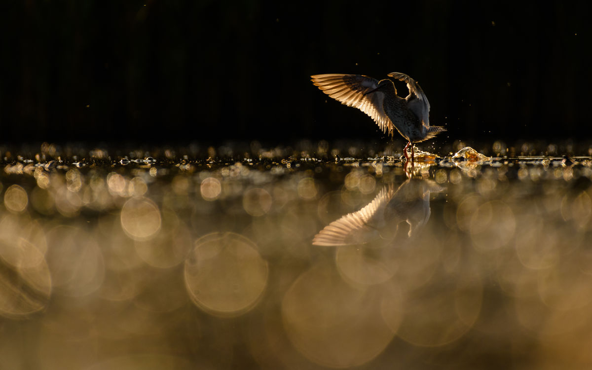 Szakolczai Krisztina