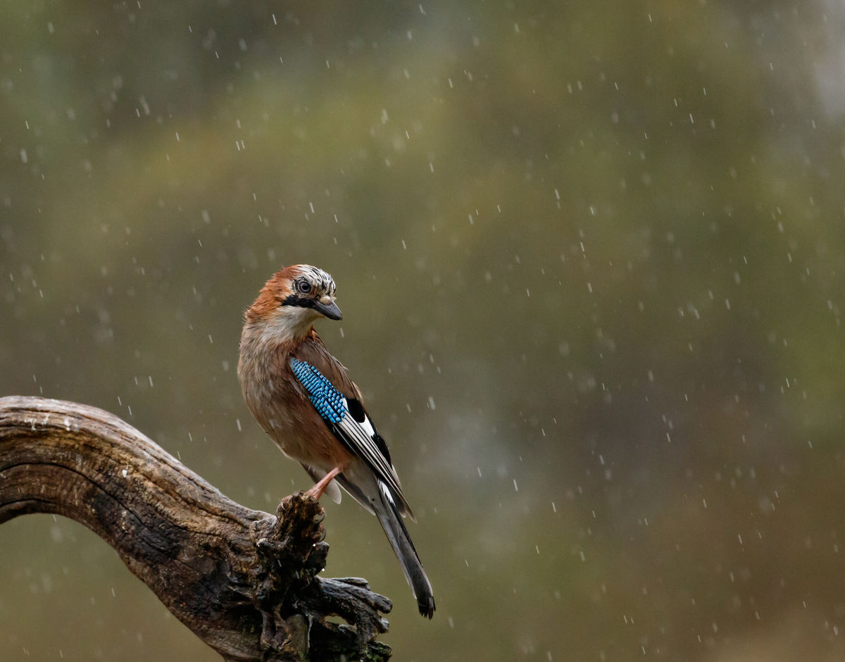 Gyenti-Kálvin Kinga