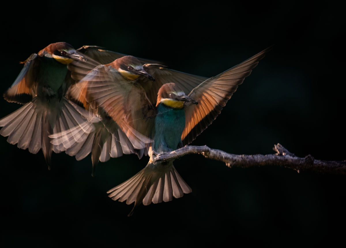 Szakolczai Krisztina