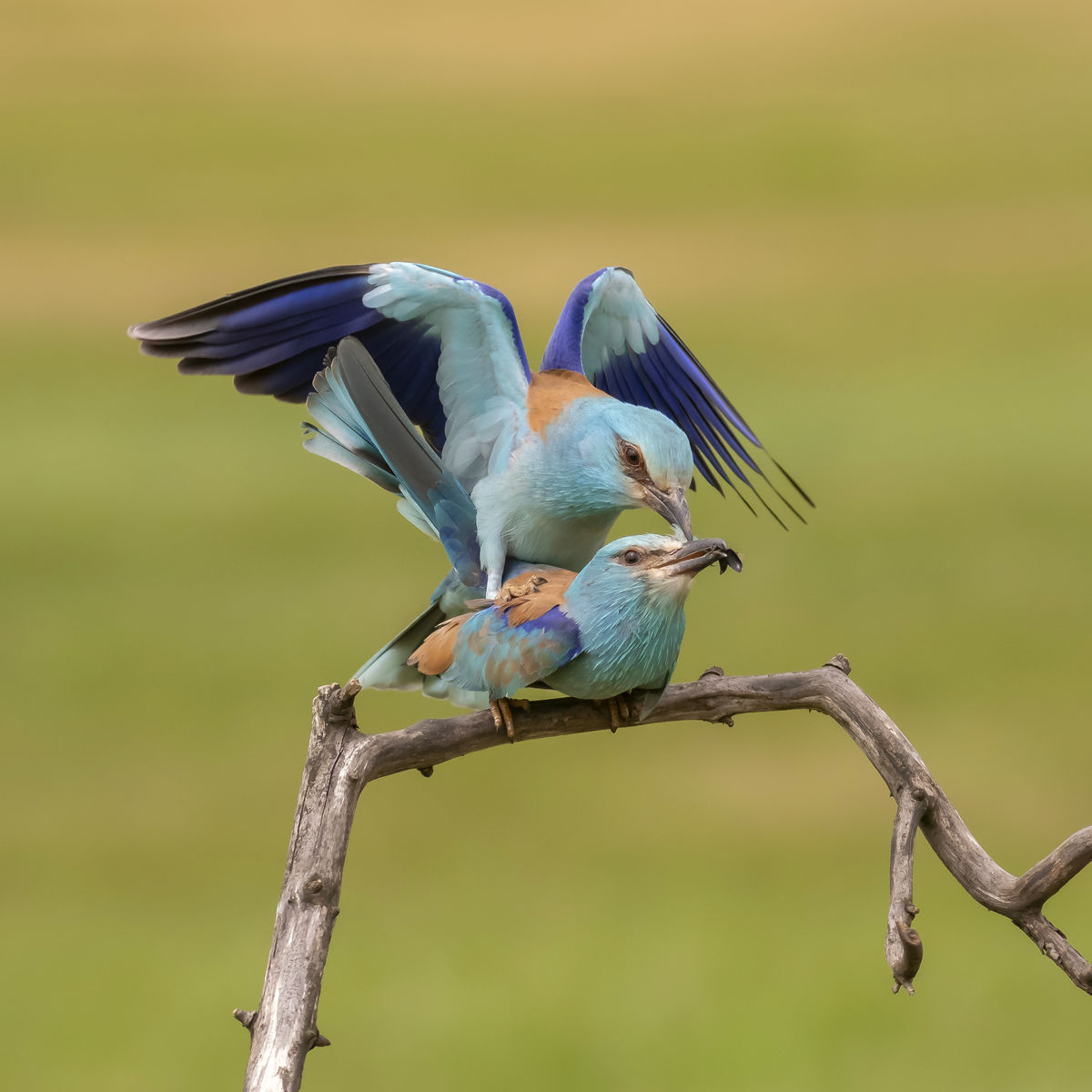 Szentkirályi Ádám