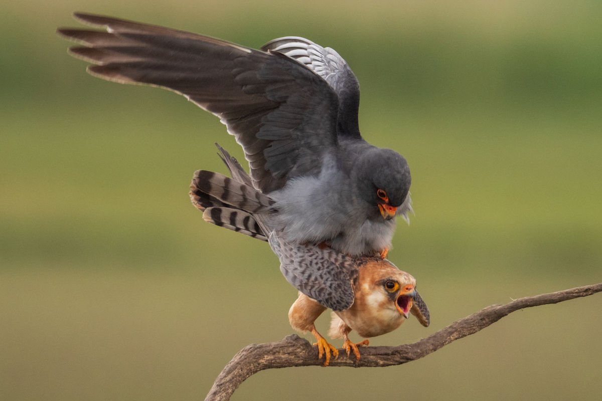 Gémné Kovács Anita