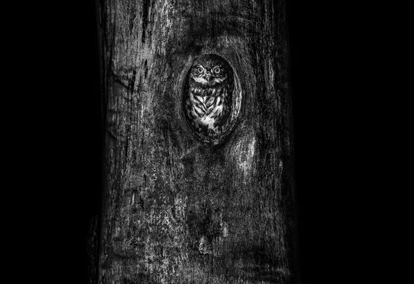 Éjszakai kíváncsiskodó