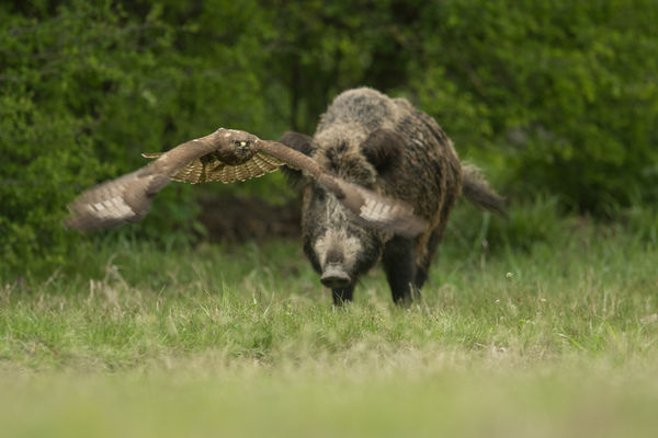 Váratlan találkozás