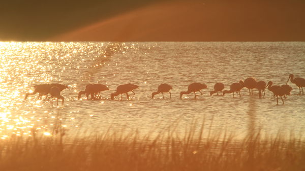 Hajnali lehalászás