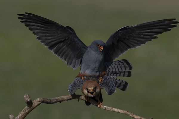 Párzó kék vércsék