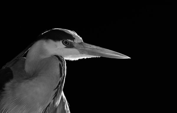 Szürke gém fekete-fehérben