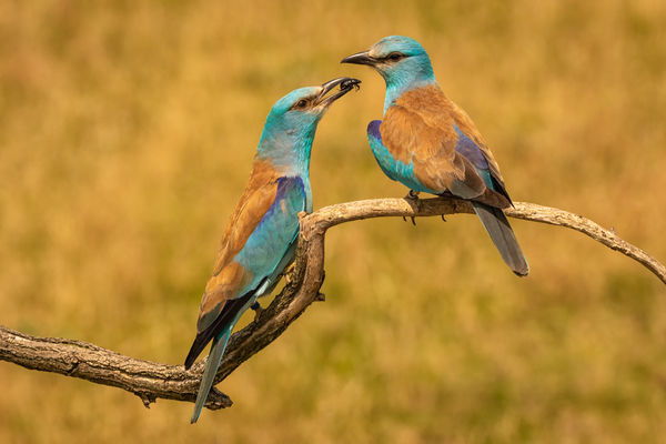 Leszel a feleségem?