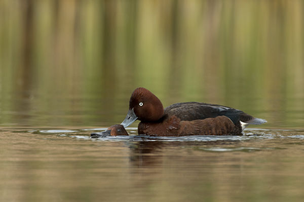 Úgy szeretlek,majd megfojtlak!