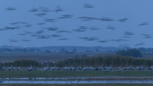 Darubehúzás esthajnalkor