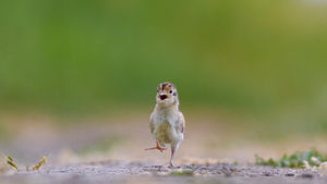 Fácánfióka. Fácánfióka.