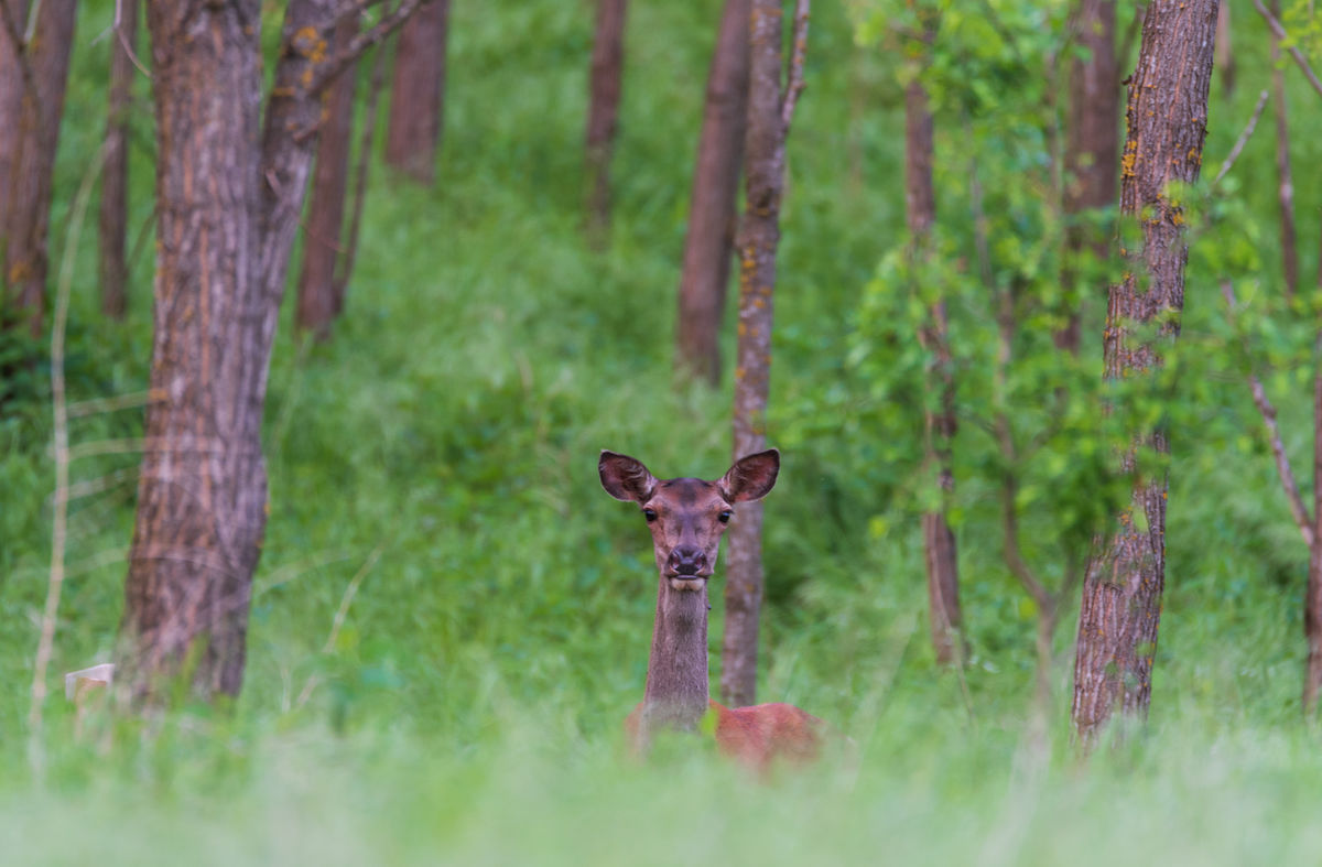 Benke Péter Valentin
