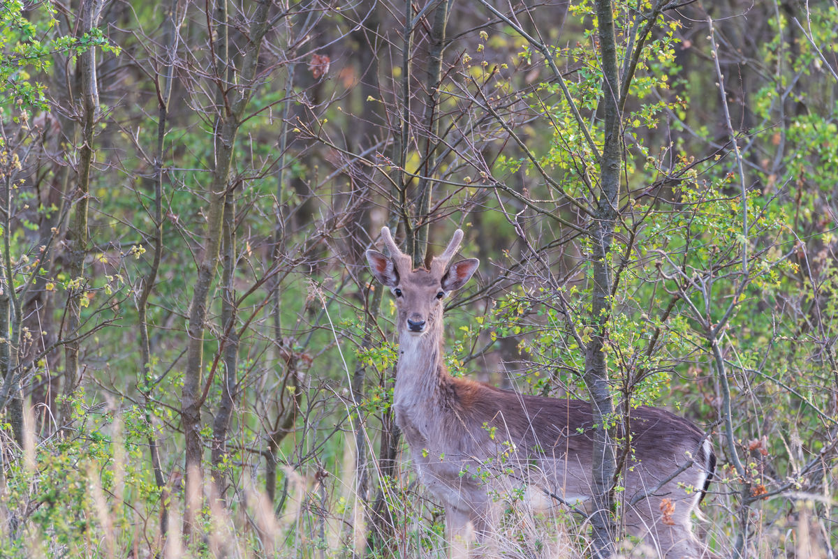 Benke Péter Valentin