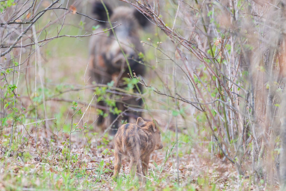 Benke Péter Valentin