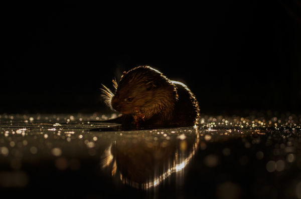 Hangulatfényes vacsora