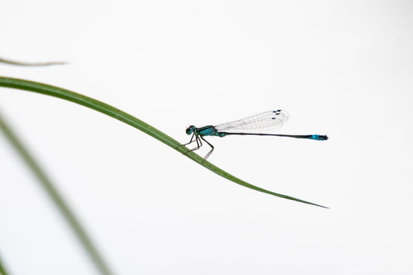 Szitakötő minimál