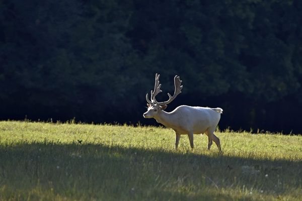 Nagy fehér főnök...
