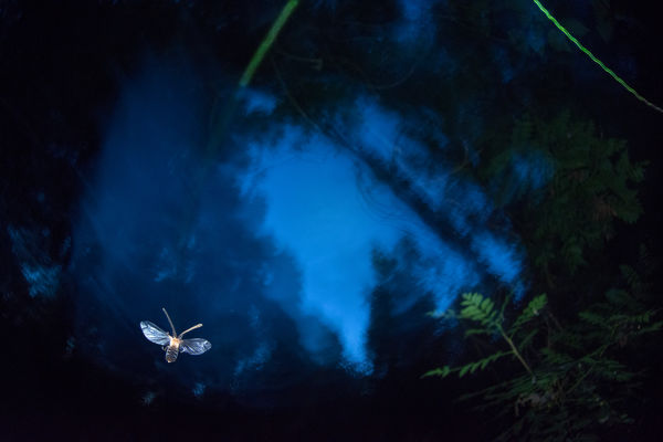 Zöldlámpás landolása