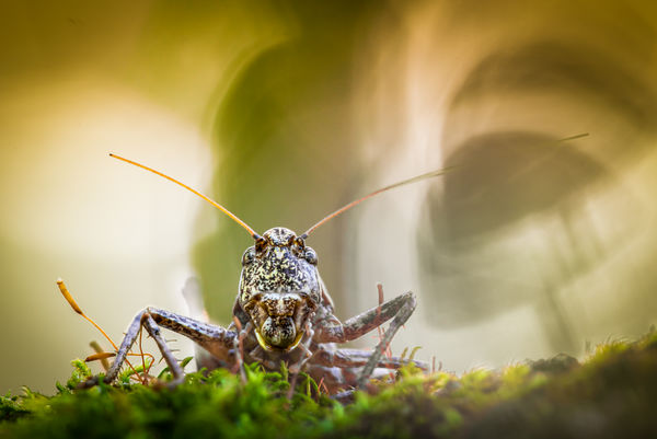 A gomba árnyékában
