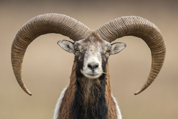 A legvagányabb muflon