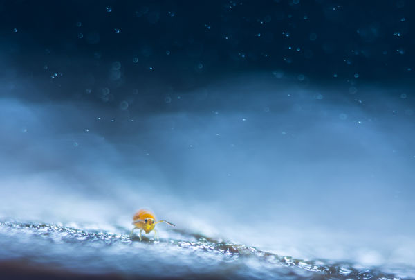 Spóra- és páravihar