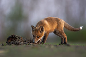 Szimat Szimat