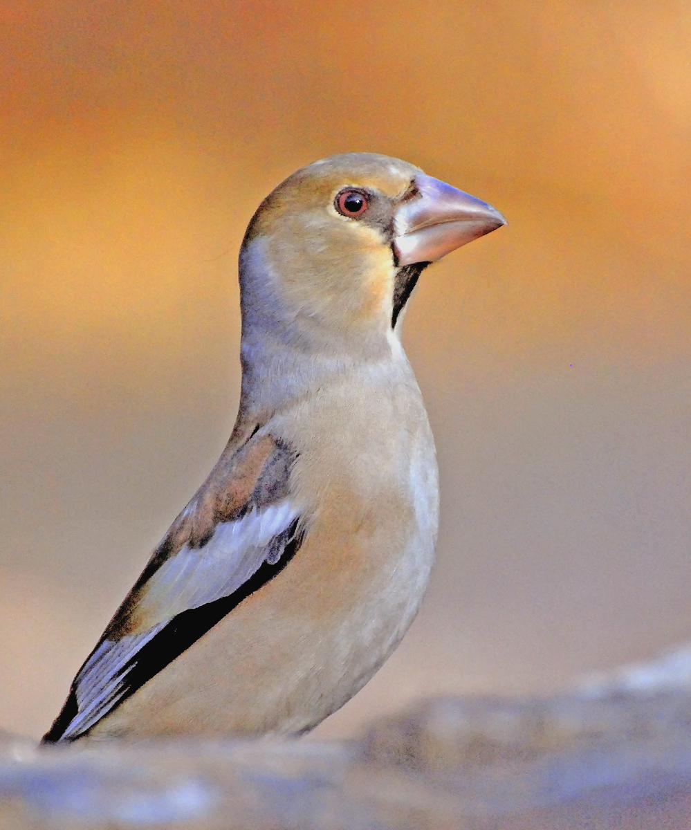 Gaál Zoltán Péter
